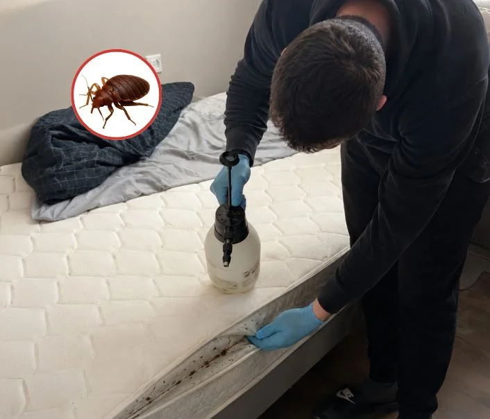 Technicien traitant un matelas contre les punaises de lit à Bailly-Romainvilliers